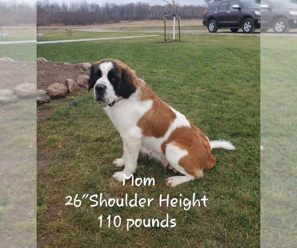 Medium Photo #1 Saint Bernard Puppy For Sale in COLBY, WI, USA