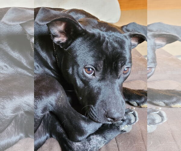 Medium Photo #7 Staffordshire Bull Terrier-Unknown Mix Puppy For Sale in Spotsylvania, VA, USA