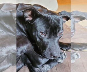 Pru (special needs) - Female Staffordshire Bull Terrier-Unknown Mix Dog for Adoption - Photo #7