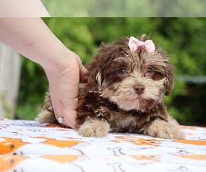 Poodle (Toy)-YorkiePoo Mix Puppy for sale in DYERSBURG, TN, USA