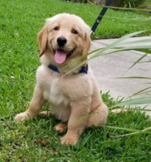 Golden Retriever Puppy for sale in SAINT PETERSBURG, FL, USA
