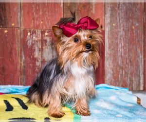 Yorkshire Terrier Puppy for sale in WAKARUSA, IN, USA