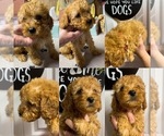 Small Photo #2 Goldendoodle (Miniature) Puppy For Sale in NIOTA, TN, USA