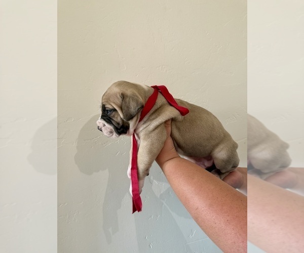 Medium Photo #6 Boerboel Puppy For Sale in COMMERCE, TX, USA