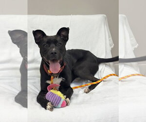Mutt Dogs for adoption in Rockaway, NJ, USA