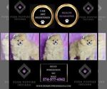 Small Photo #33 Pomeranian Puppy For Sale in WARSAW, IN, USA