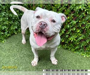 American Pit Bull Terrier Dogs for adoption in West Palm Beach, FL, USA