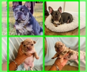 French Bulldog Puppy for sale in LOXAHATCHEE, FL, USA