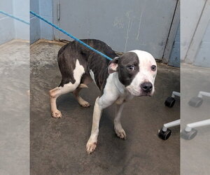 Mutt Dogs for adoption in Evansville, IN, USA