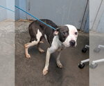 Cheza - Female Mutt Dog for Adoption - Small photo