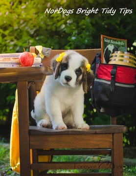 Medium Photo #1 Saint Bernard Puppy For Sale in POWELL, TN, USA
