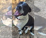 Small #2 Labrador Retriever-Red Heeler Mix