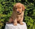 Puppy Ziggy Golden Retriever