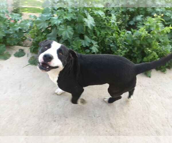 Medium Photo #3 Border Collie-Unknown Mix Puppy For Sale in San Diego, CA, USA