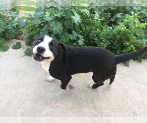 Hercules - Male Border Collie-Unknown Mix Dog for Adoption - Photo #3