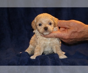 Poodle (Toy) Puppy for sale in DYERSBURG, TN, USA