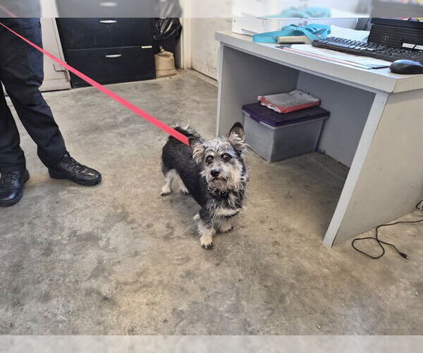 Medium Photo #1 Mutt Puppy For Sale in Corona, CA, USA