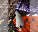 Small Photo #8 German Shorthaired Pointer Puppy For Sale in EVANSVILLE, WY, USA