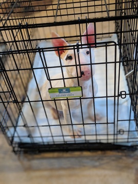 Medium Photo #117 Bull Terrier Puppy For Sale in JACKSON, MI, USA