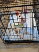 Small Photo #117 Bull Terrier Puppy For Sale in JACKSON, MI, USA