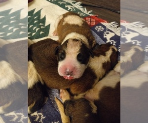 Saint Bernard Puppy for Sale in JOHNSTOWN, Pennsylvania USA