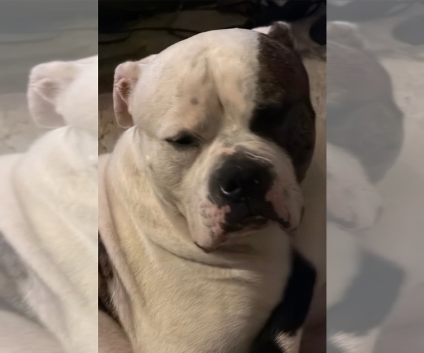 Medium Photo #18 American Bulldog Puppy For Sale in INDEPENDENCE, MO, USA