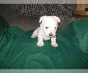 West Highland White Terrier Puppy for sale in THORNTON, IA, USA