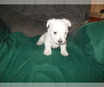 Small West Highland White Terrier