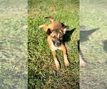 Small #1 Black Mouth Cur-German Shepherd Dog Mix