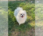 Small #3 Pomeranian