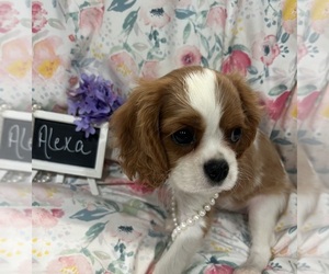Cavalier King Charles Spaniel Puppy for Sale in ABILENE, Texas USA