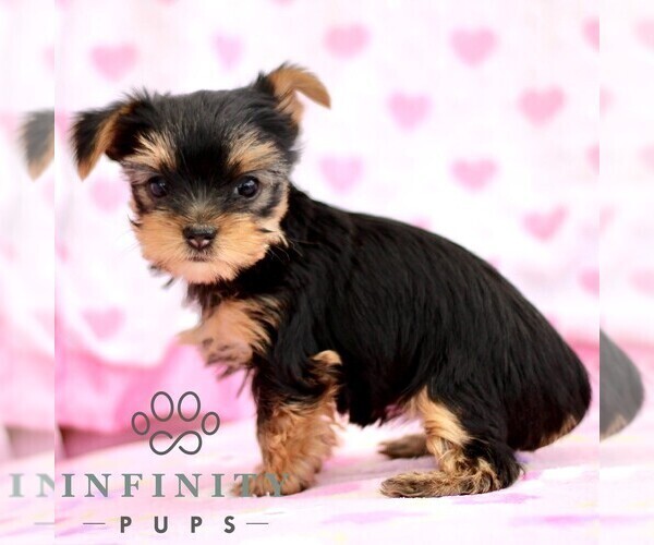 Medium Photo #2 Yorkshire Terrier Puppy For Sale in RONKS, PA, USA