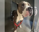 MARK - Male Mutt Dog for Adoption - Small photo