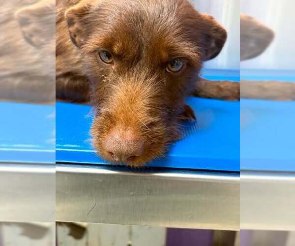 Medium Photo #1 Mutt Puppy For Sale in New York, NY, USA