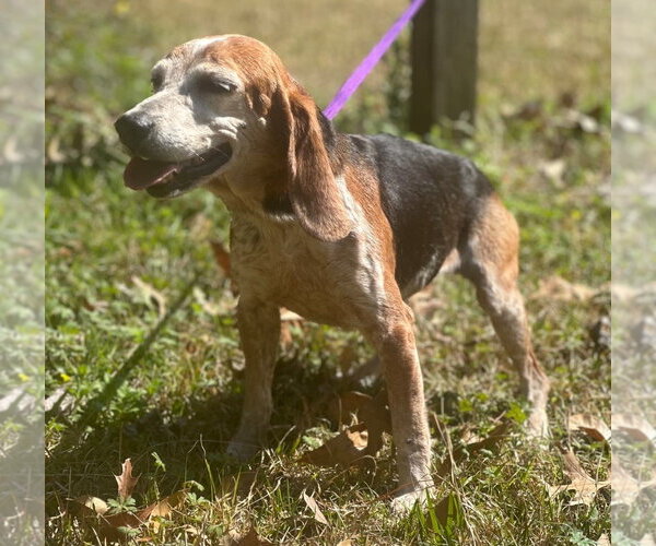 Medium Photo #6 Beagle Puppy For Sale in Dunnellon, FL, USA