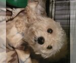 Small Photo #3 Poodle (Toy) Puppy For Sale in San Antonio, TX, USA