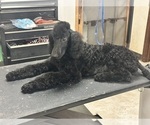 Small Photo #1 Goldendoodle Puppy For Sale in SPIRO, OK, USA