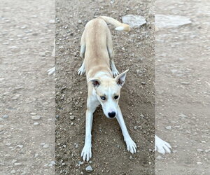 Chauncy - Female Carolina Dog-Siberian Husky Mix Dog for Adoption - Photo #2