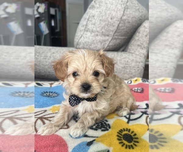 Medium Photo #3 Maltipoo (Toy) Puppy For Sale in BELDING, MI, USA
