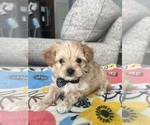 Small #2 Maltipoo (Toy)