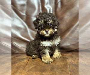 Poodle (Toy) Puppy for Sale in CAMPBELLSVILLE, Kentucky USA