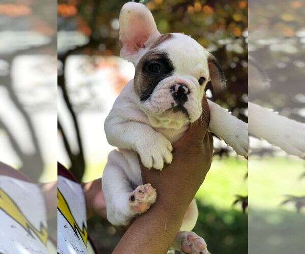 Medium Photo #12 French Bulldog Puppy For Sale in READING, PA, USA