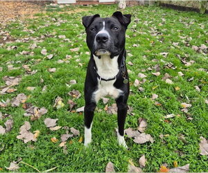Ace - Male American Pit Bull Terrier-Chow Chow Mix Dog for Adoption - Photo #6
