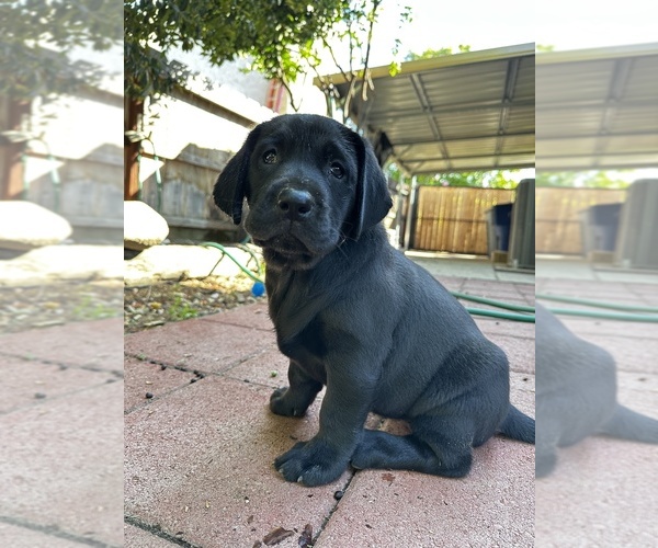 Medium Photo #1 Labrador Retriever Puppy For Sale in CLOVIS, CA, USA