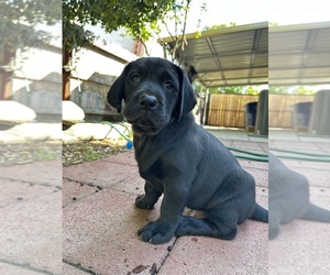 Labrador Retriever Puppy for sale in CLOVIS, CA, USA