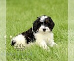 Small Bernedoodle (Miniature)