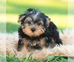 Barkley - Male Morkie Puppy for Sale - Photo #7
