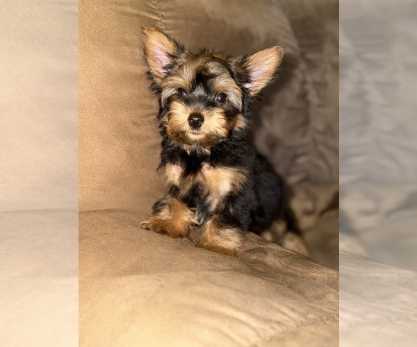 Medium Photo #8 Yorkshire Terrier Puppy For Sale in DETROIT, MI, USA