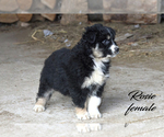 Small Photo #27 Australian Shepherd Puppy For Sale in CLARE, MI, USA