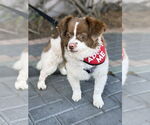 Small #6 Cavapom